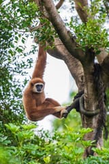 free-photo-of-monkey-hanging-on-tree