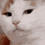 disappointed-cat