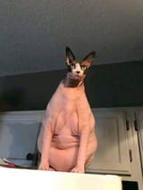 1725786736666162