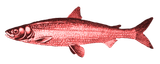 a65f3-redherring