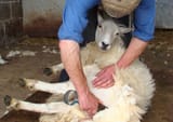 sheep-shearing