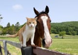 Meto-the-Northern-Lake-Farm-Cat-008-1024x730