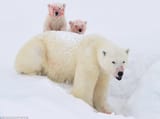 white bears