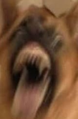 Shaky dog