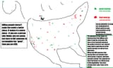 RedGreenAmerica