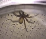 spider2