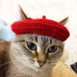 catwithknithat