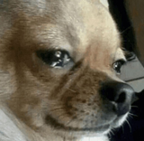 crydog