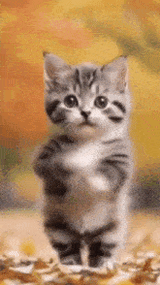 cat-cat-dance