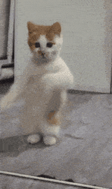 hottie-dancing
