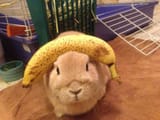 banna_rabbit-1200x900