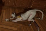 kavat stretch