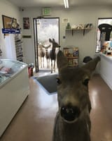ohdeer