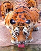 tiger schlop