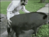 razorback-hog-pig-riding