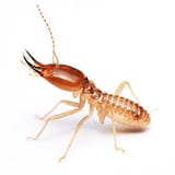 termite-250