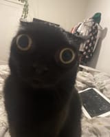 1628595500156
