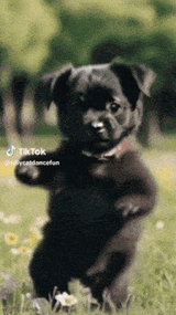 dog-dancing-ego-dog-dance