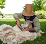 wizard-shearing-sheep