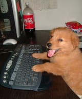 dogam