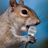 Squirrel Microphone