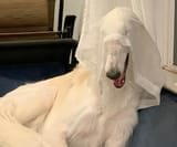 vicar amelia