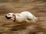 dogreign