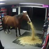 a-horse-vomiting-v0-cw6mzlga1hdd1.png