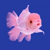 giant_pink_black_eye_oranda_goldfish_grade_aa