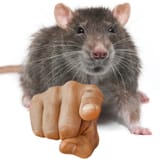 ratto point