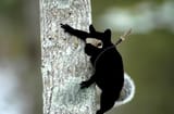 Shinobi Squirrel
