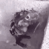 rat-taking-a-shower-shower-time-1111592319