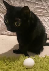 retarded cat