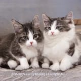 ai_cat_4