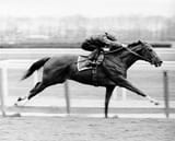 Secretariat Gotham Prep