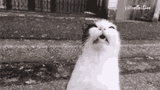sneezing-sniffles