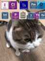 sybau-cat-icl-ts-pmo_thumb.jpg