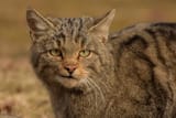 wildcat_