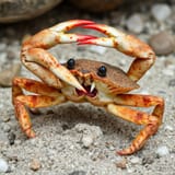 crabba_attack