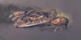 Floodship_listmajor
