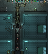 infestation