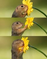 flower sniff