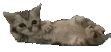 1737032250434868