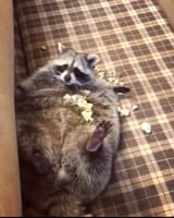 fat fuck