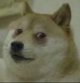 tired doge
