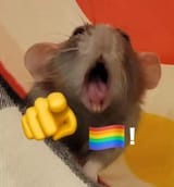 gay1