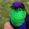 daily dose bird_thumb.jpg
