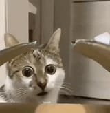 traumatized cat