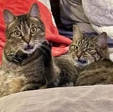funny cats