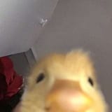 2342352452452